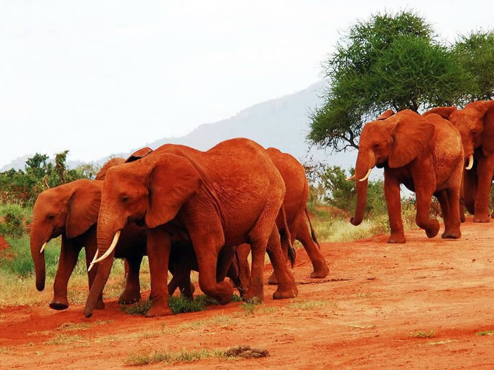 Elephants in Tsavo East