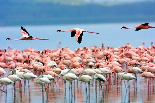 Lake Nakuru National Park