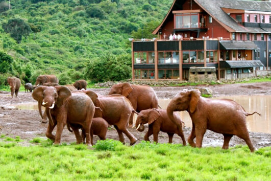 Aberdare National Park tour