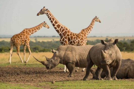 Ol Pejeta Conservancy Kenya Safari