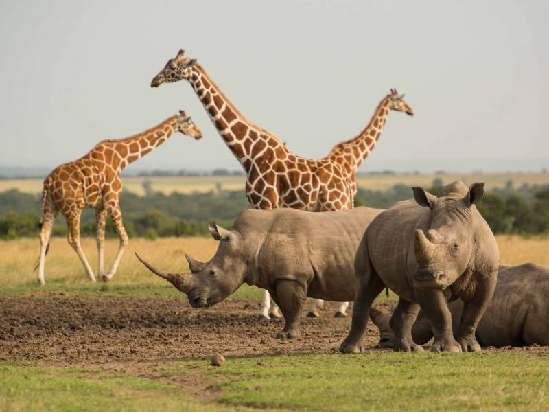 Ol Pejeta Conservancy Kenya Safari