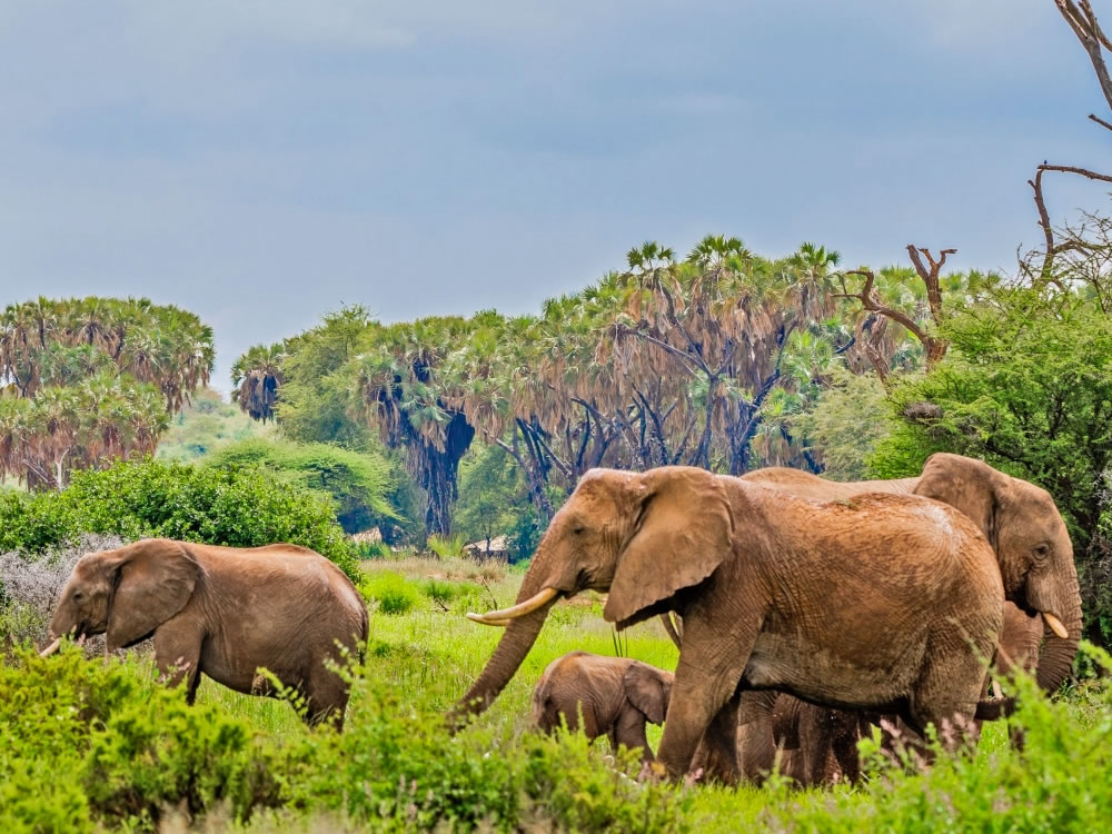 Samburu National Park Tour